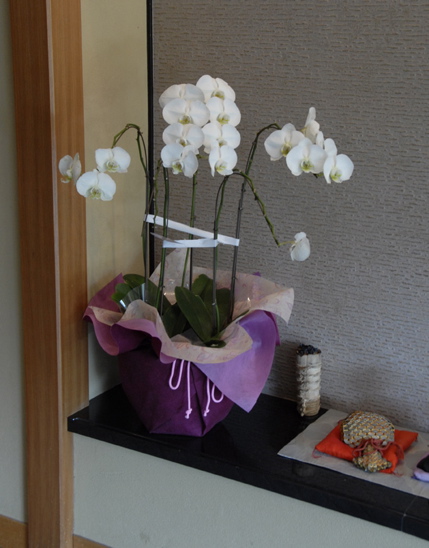 _DS11105.orchids